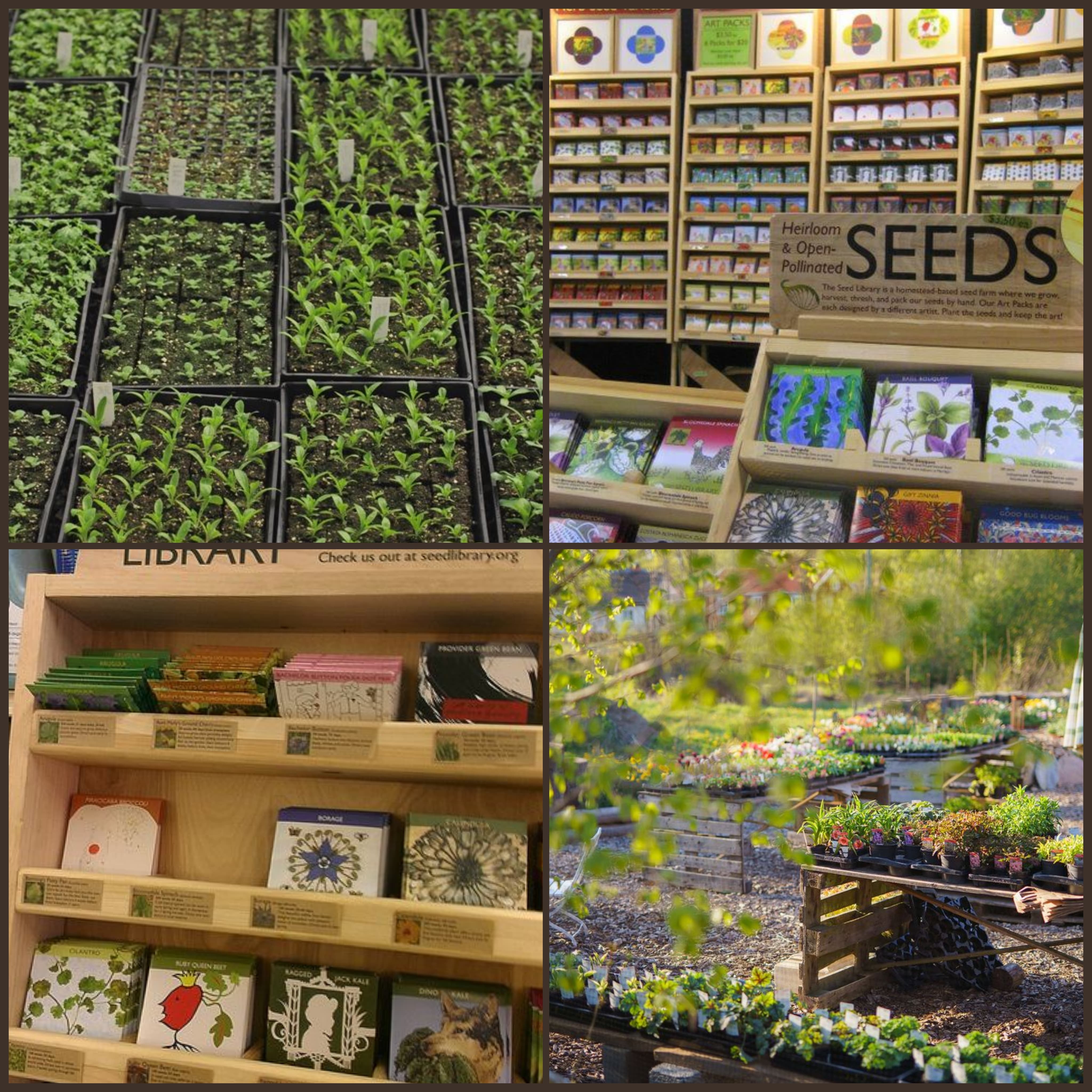 2x2 moodboard: trays of seedlings; seed library with light wooden shelves and tons of colorful seed packets; closeup of seed packets on shelves; sunny outdoor greenhouse area with trays of small plants and flowers on raised tables