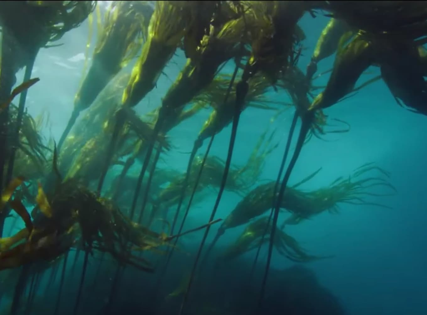 kelp plants just below the ocean surface. sunlight is shining from the upper left, making the water color a diagonal gradient of jade green, turquoise and slate blue