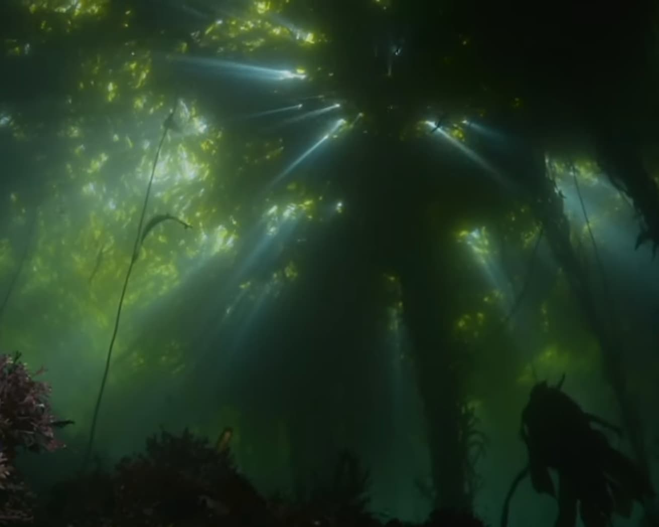 kelp seen from far below the surface. looks very much like the thick leaves of a terrestrial forest. mostly shadowy dark green with patches of sunny light green and a few pale blue sunrays bursting through