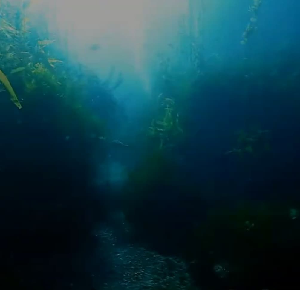 what appears to be a shadowy gravel path between large banks of seaweed. water is very cloudy, giving the appearance of fog or mist.