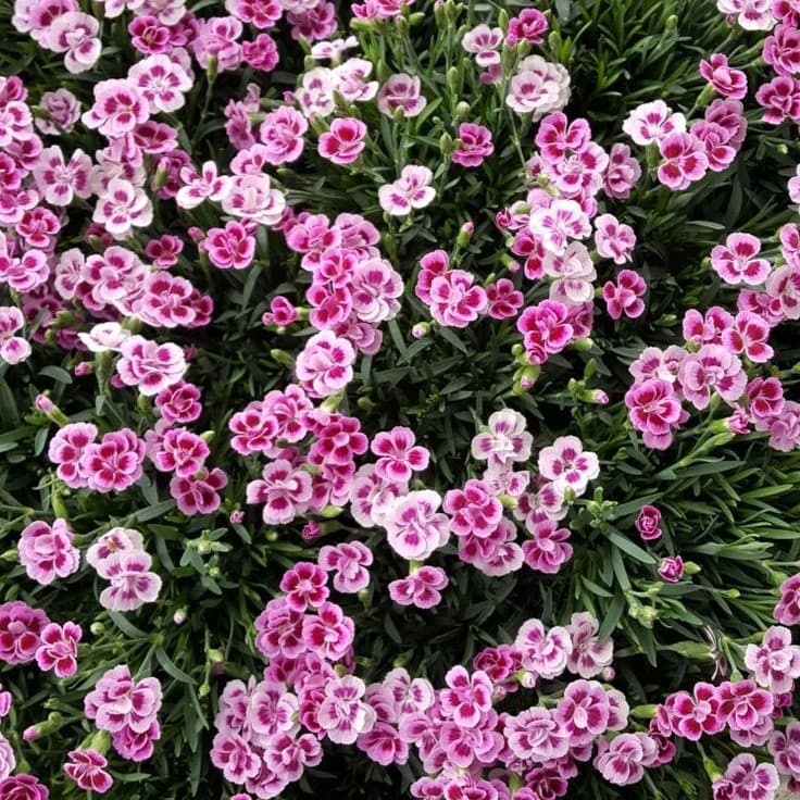 a ton of dianthus flowers seen from above; this variety is known as "Pink Kisses", two-toned white or light pink with dark pink and multilayered petals with smooth edges